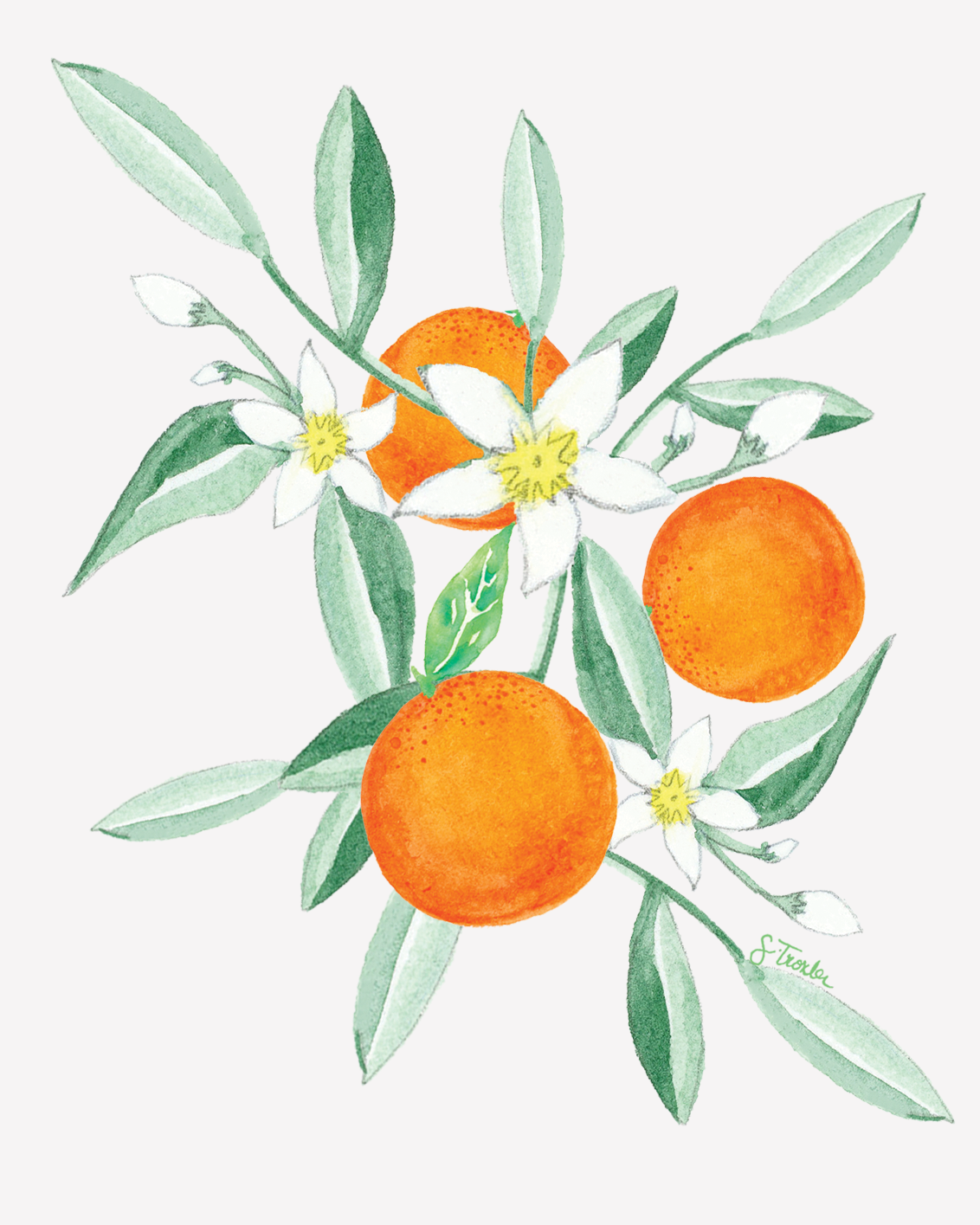 Florida Citrus Fine Art Print